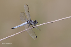 Palpopleura deceptor