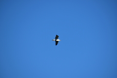 Larus michahellis michahellis