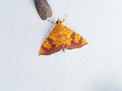 Isocentris filalis