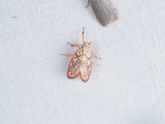 Miltochrista irregularis