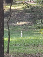 Bubulcus ibis