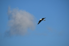 Larus michahellis michahellis