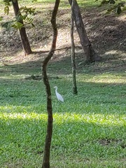 Bubulcus ibis