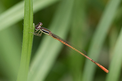 Agriocnemis falcifera