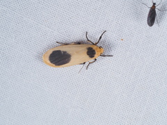 Thysanoptyx