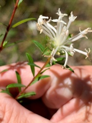 Pimelea linifolia linifolia