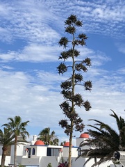 Agave sisalana