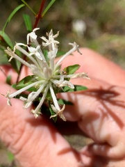 Pimelea linifolia linifolia