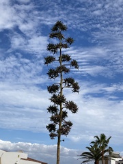 Agave sisalana