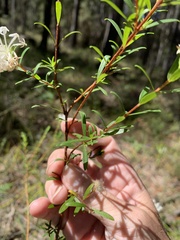 Pimelea linifolia linifolia