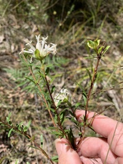 Pimelea linifolia linifolia