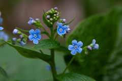 Brunnera sibirica