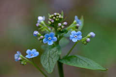 Brunnera sibirica