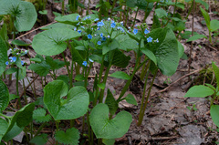Brunnera sibirica