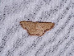 Idaea craspedota