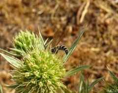 Colpa quinquecincta