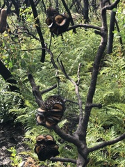 Banksia ornata