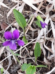 Viola mandshurica