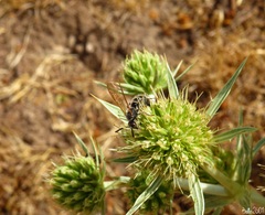 Colpa quinquecincta