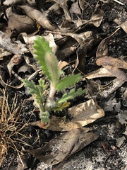 Banksia ornata
