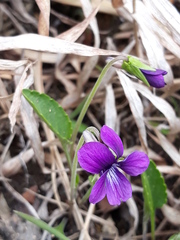 Viola mandshurica