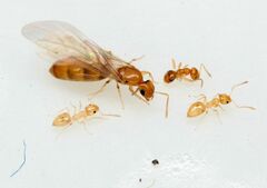 Plagiolepis alluaudi