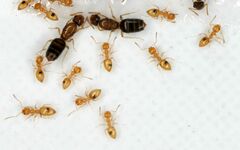 Plagiolepis alluaudi