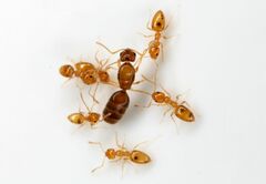 Plagiolepis alluaudi