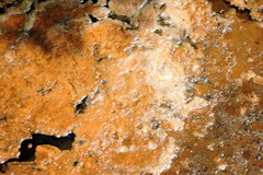 Bacteria