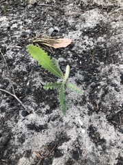 Banksia ornata