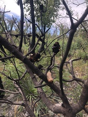 Banksia ornata