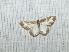 Lomaspilis marginata