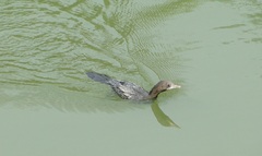 Microcarbo niger