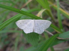 Scopula floslactata