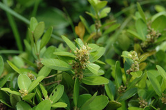 Buxus liukiuensis