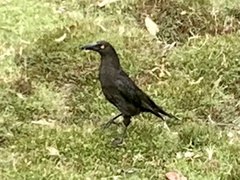 Strepera fuliginosa
