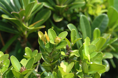 Buxus liukiuensis