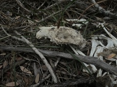 Phalangeridae