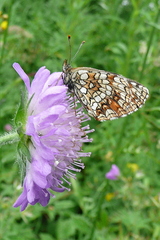 Melitaea athalia