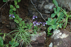Scutellaria tashiroi