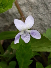 Viola acuminata