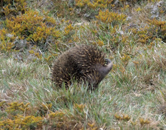Tachyglossus aculeatus setosus