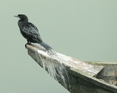 Microcarbo niger