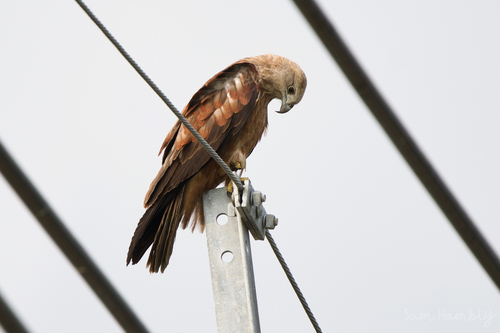 Brahminy Kite