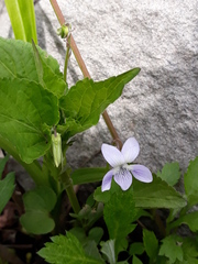 Viola acuminata