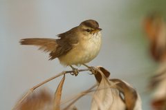 Acrocephalus bistrigiceps