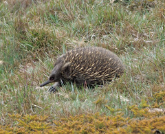 Tachyglossus aculeatus setosus