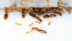 Plagiolepis alluaudi