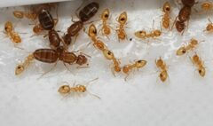 Plagiolepis alluaudi