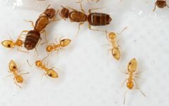 Plagiolepis alluaudi